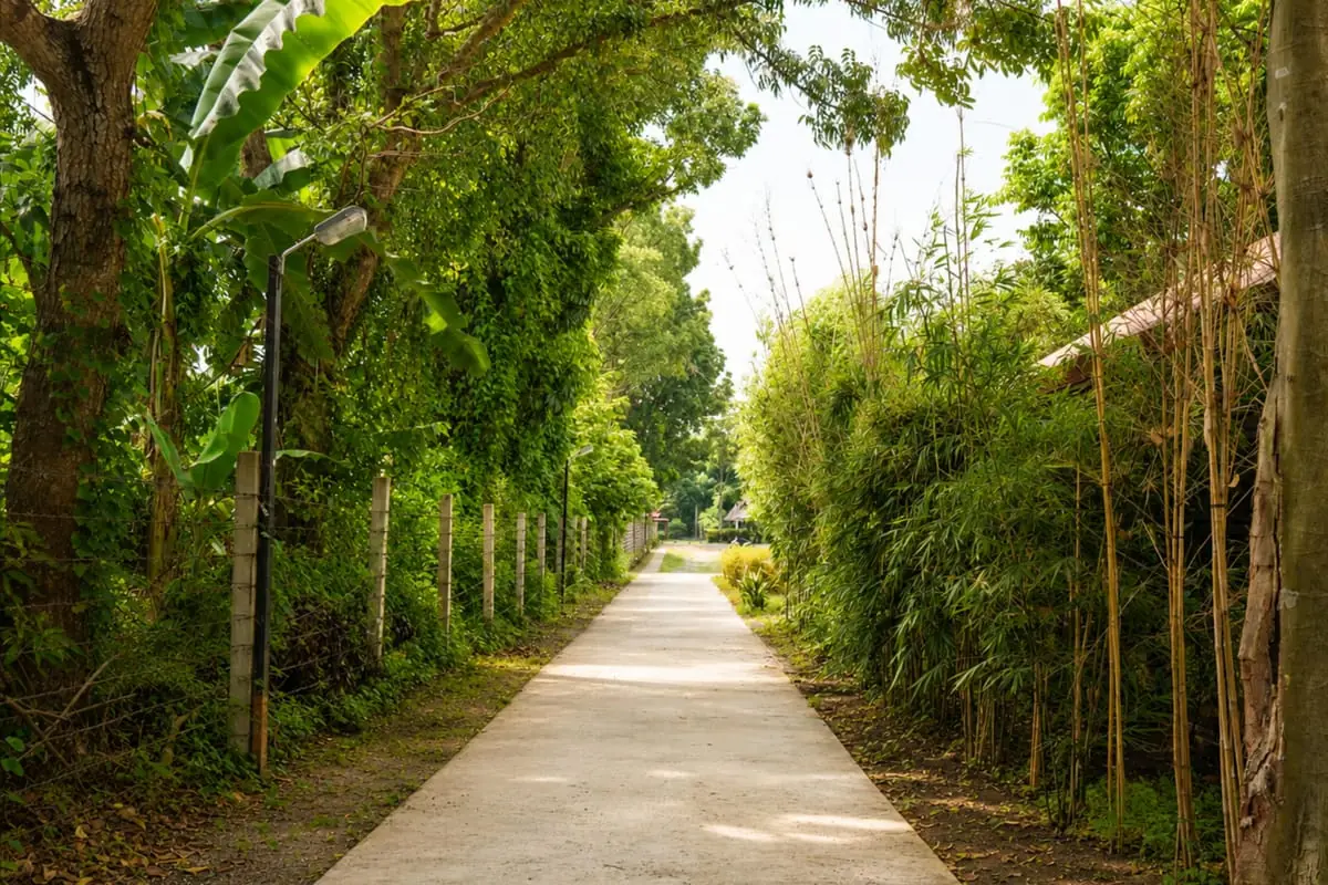 Bamboo Pathways